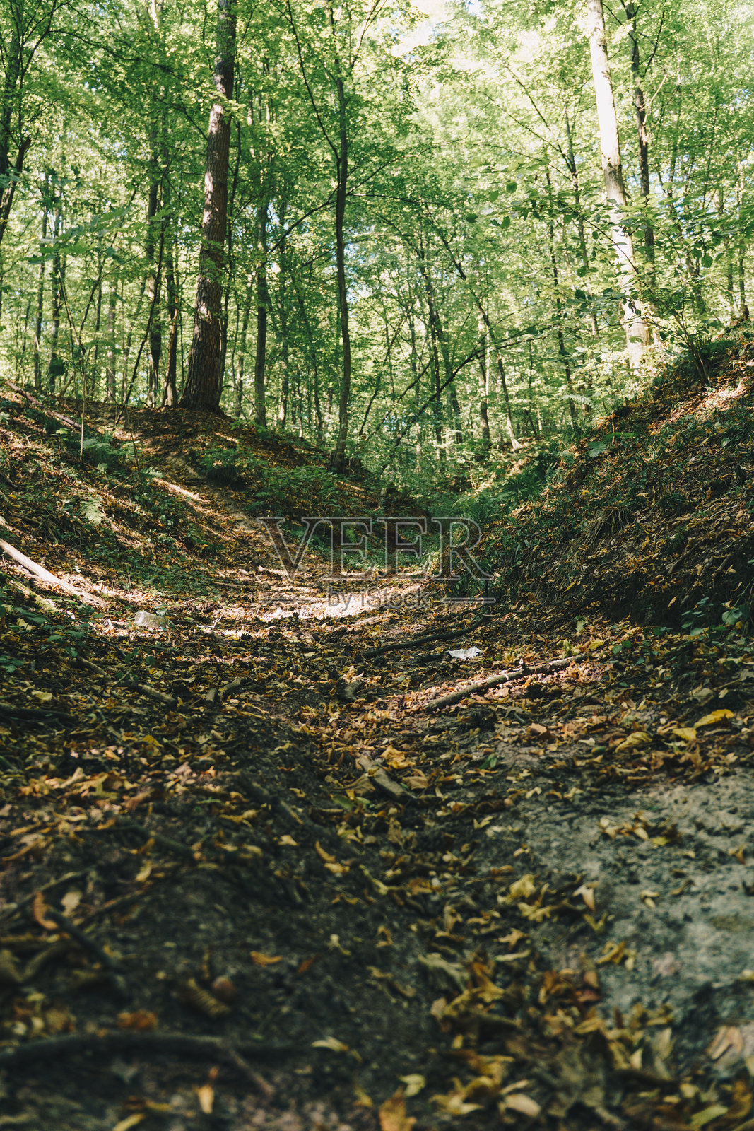 波兰森林中黄土沟壑的自然风光照片摄影图片