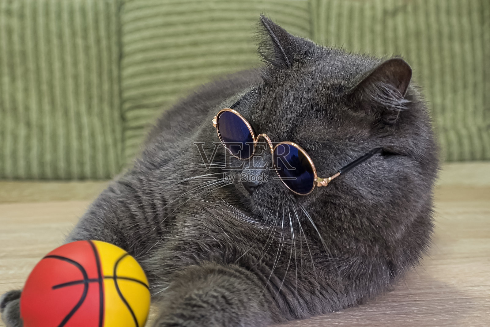 猫。宠物。纯种猫玩玩具的肖像。动物主题。照片摄影图片