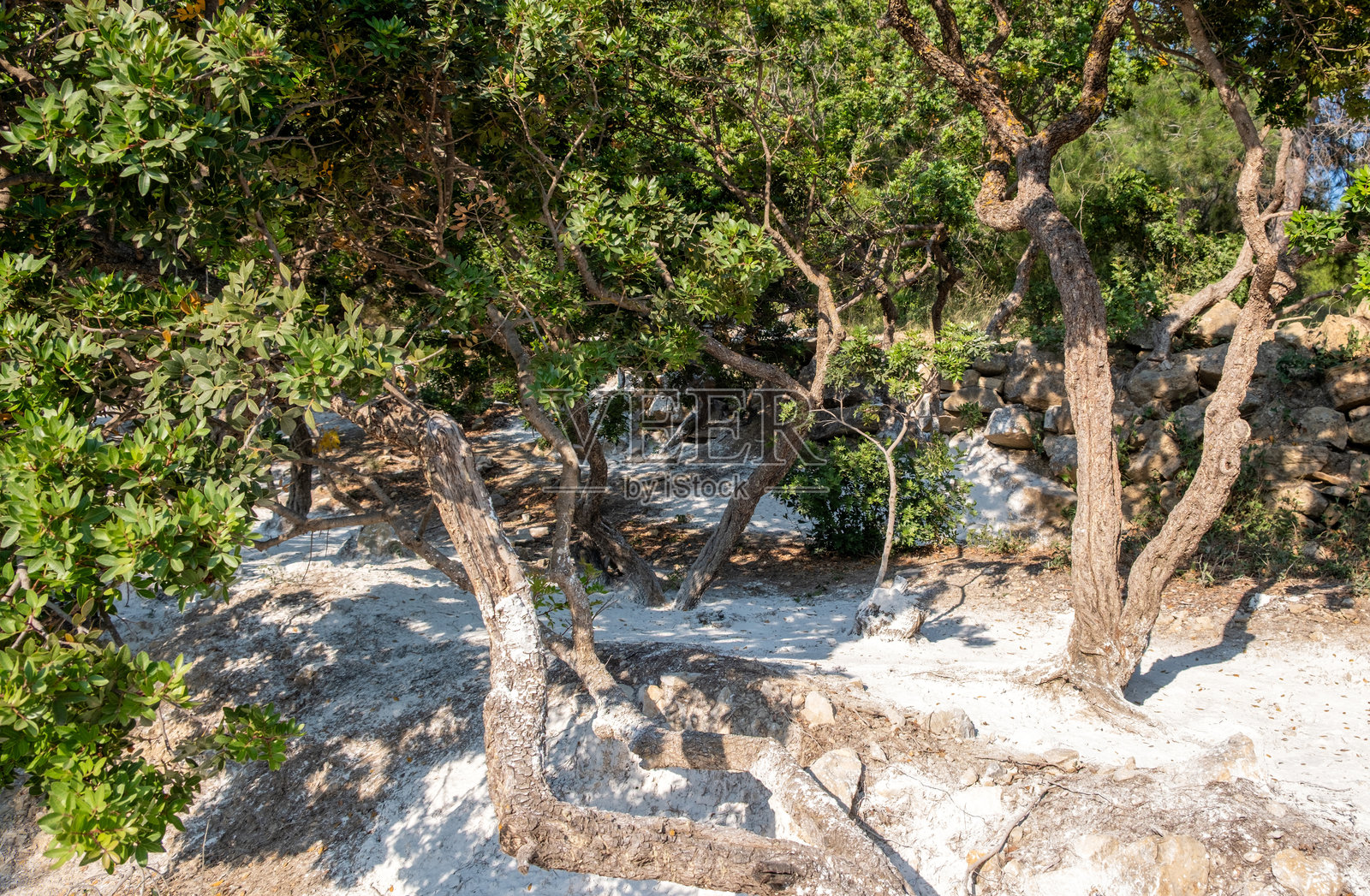 希腊希俄斯岛的乳香树，一种为提取乳香脂而种植的乳香灌木照片摄影图片