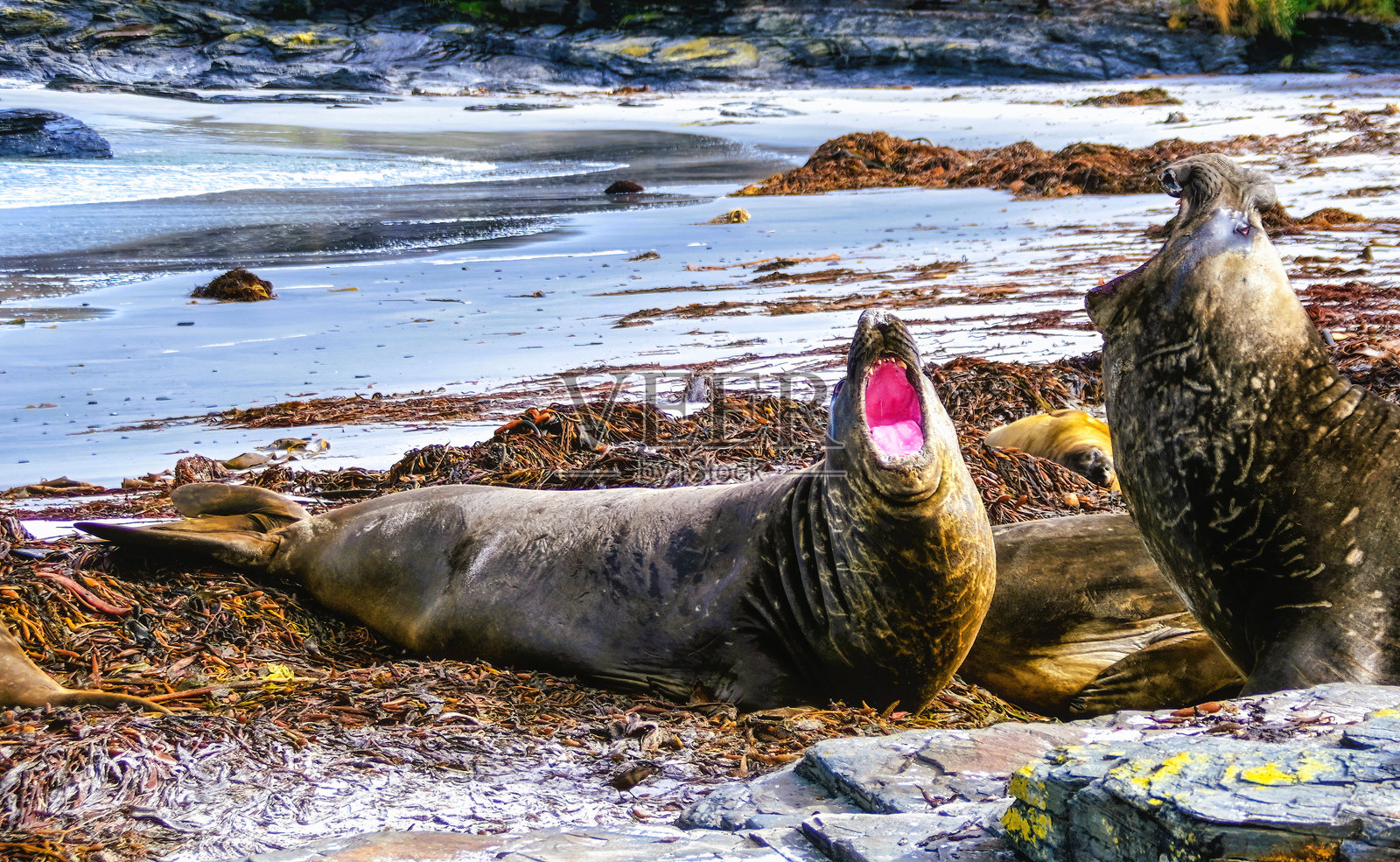 南象海豹在福克兰群岛海狮岛上咆哮照片摄影图片