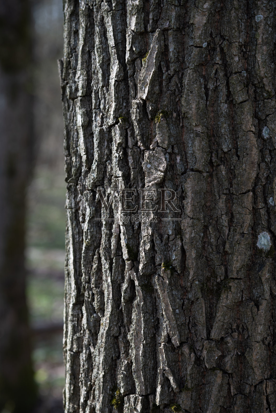 近距离观察树皮，展现白天下的纹理和图案照片摄影图片