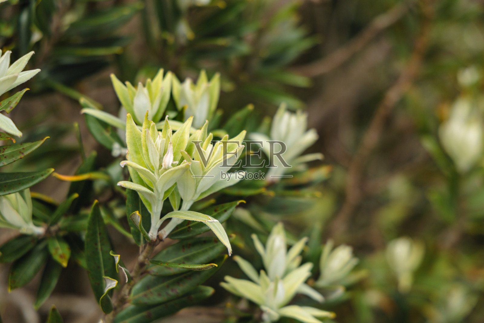 新鲜的淡绿色叶子灌木枝条照片摄影图片
