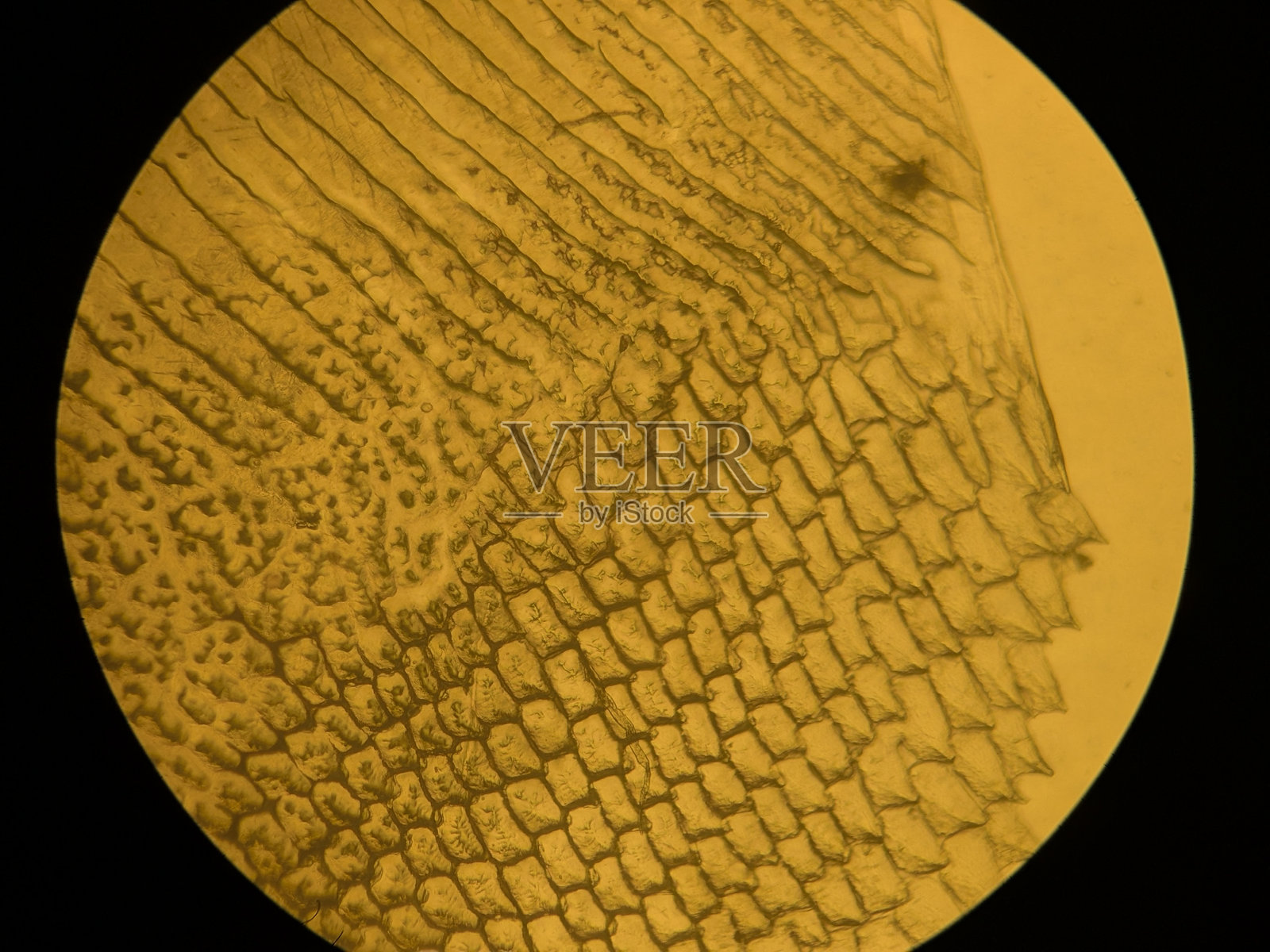 栉鳞鱼后缘的栉状刺的显微镜视图照片摄影图片
