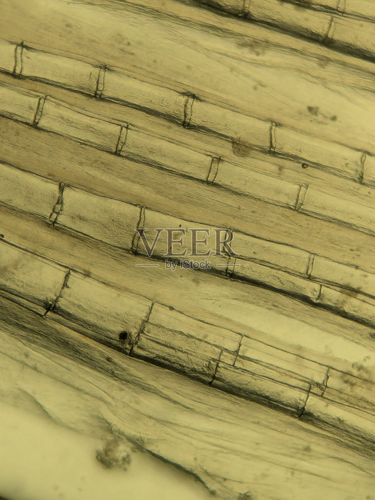 高倍放大鱼鳍解剖图，显示骨质管状鳍条结构照片摄影图片