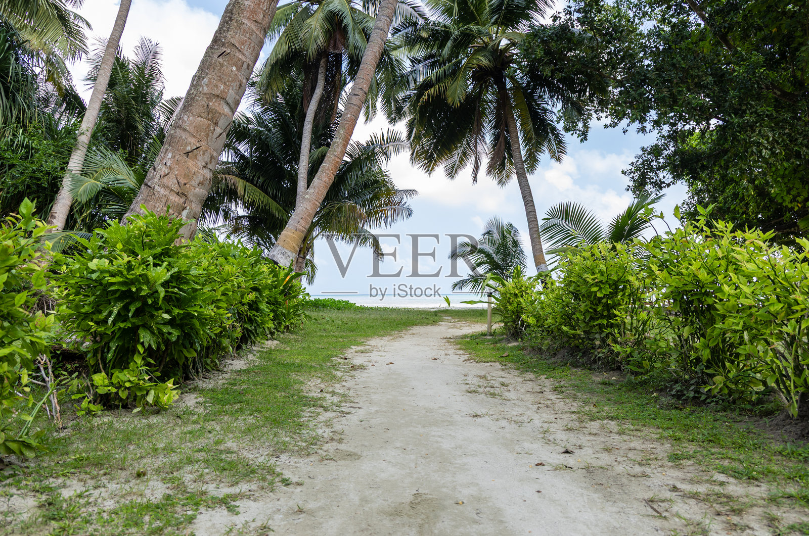 郁郁葱葱的棕榈树勾勒出宁静的海岛海岸线照片摄影图片