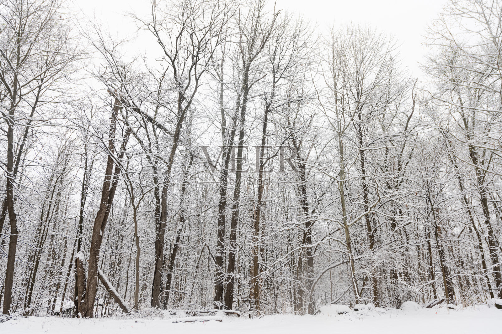 新泽西州马瓦市风景优美的雪景冬季林地景观照片摄影图片