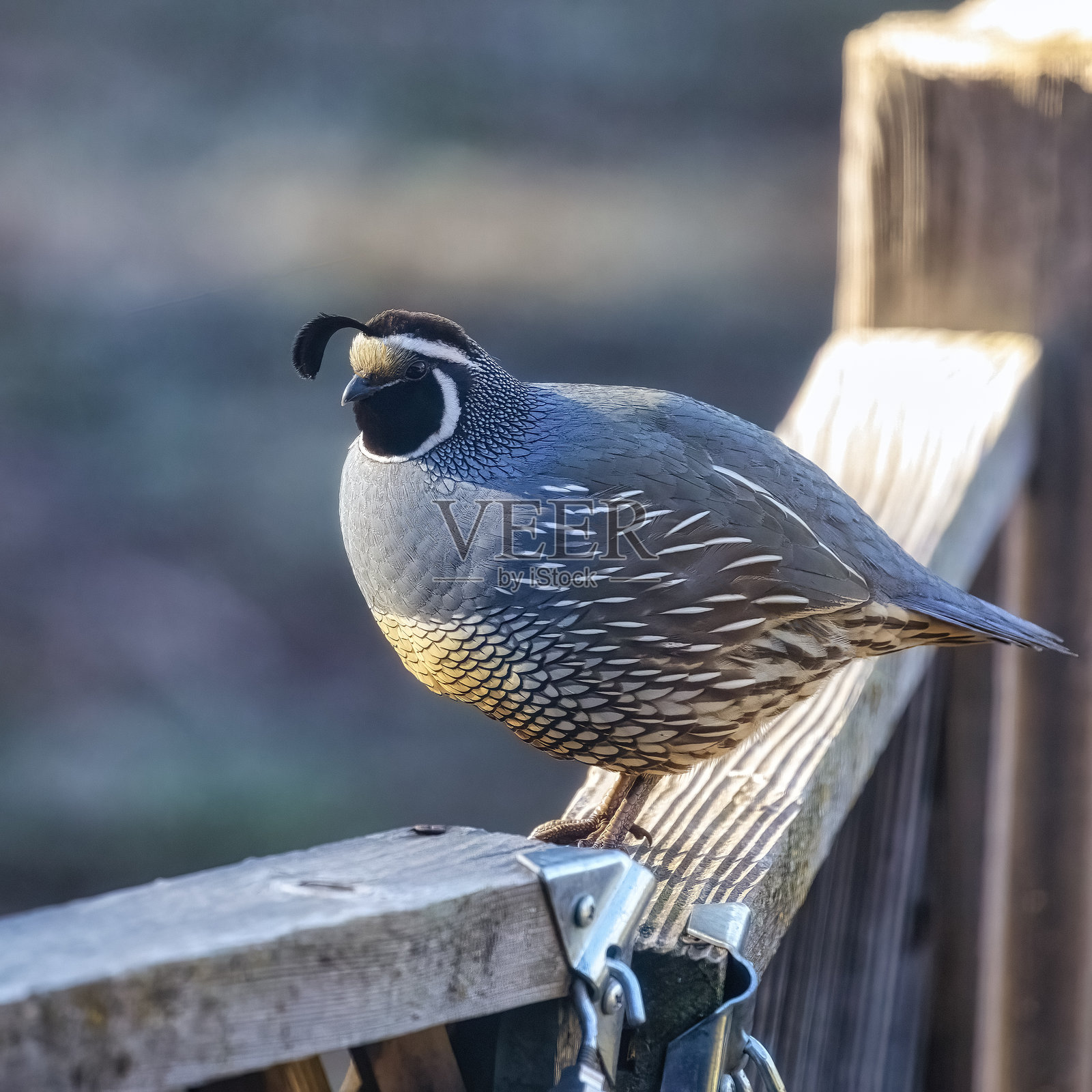 雄性鹌鹑照片摄影图片