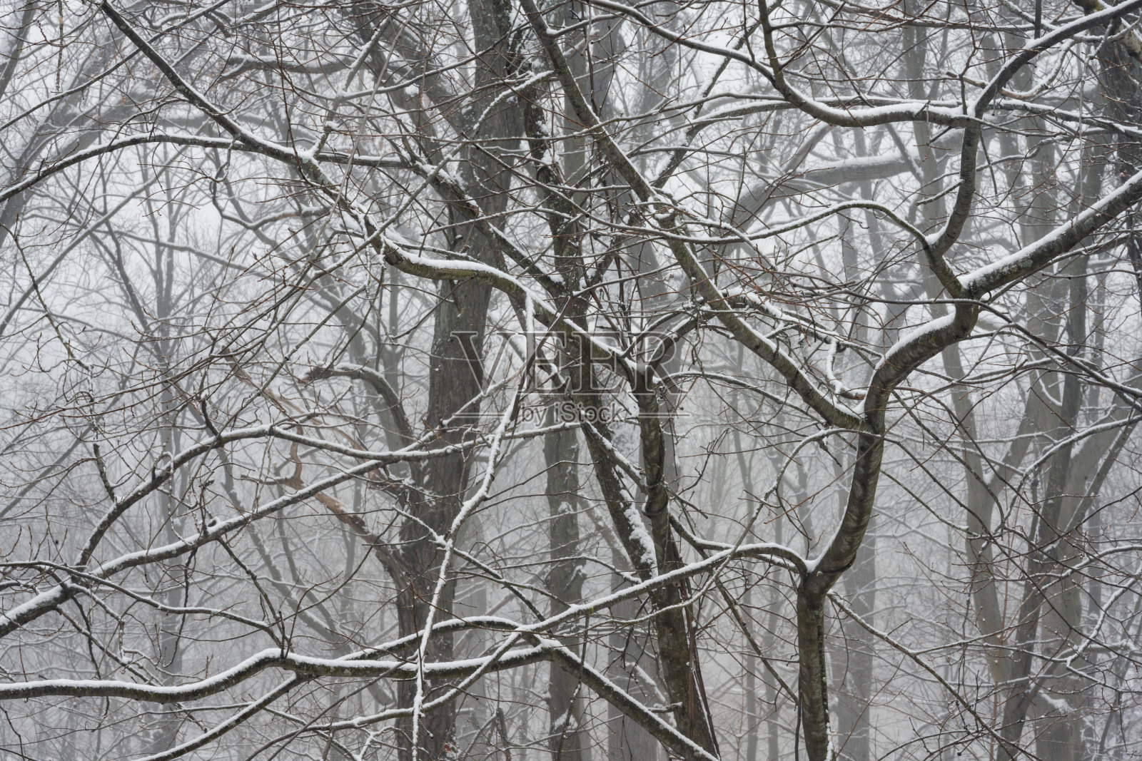 新泽西州光秃秃的树枝上飘落的冬雪照片摄影图片
