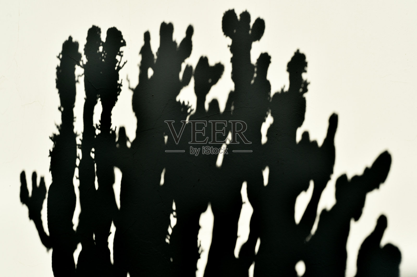 仙人掌的影子投射在白墙上照片摄影图片