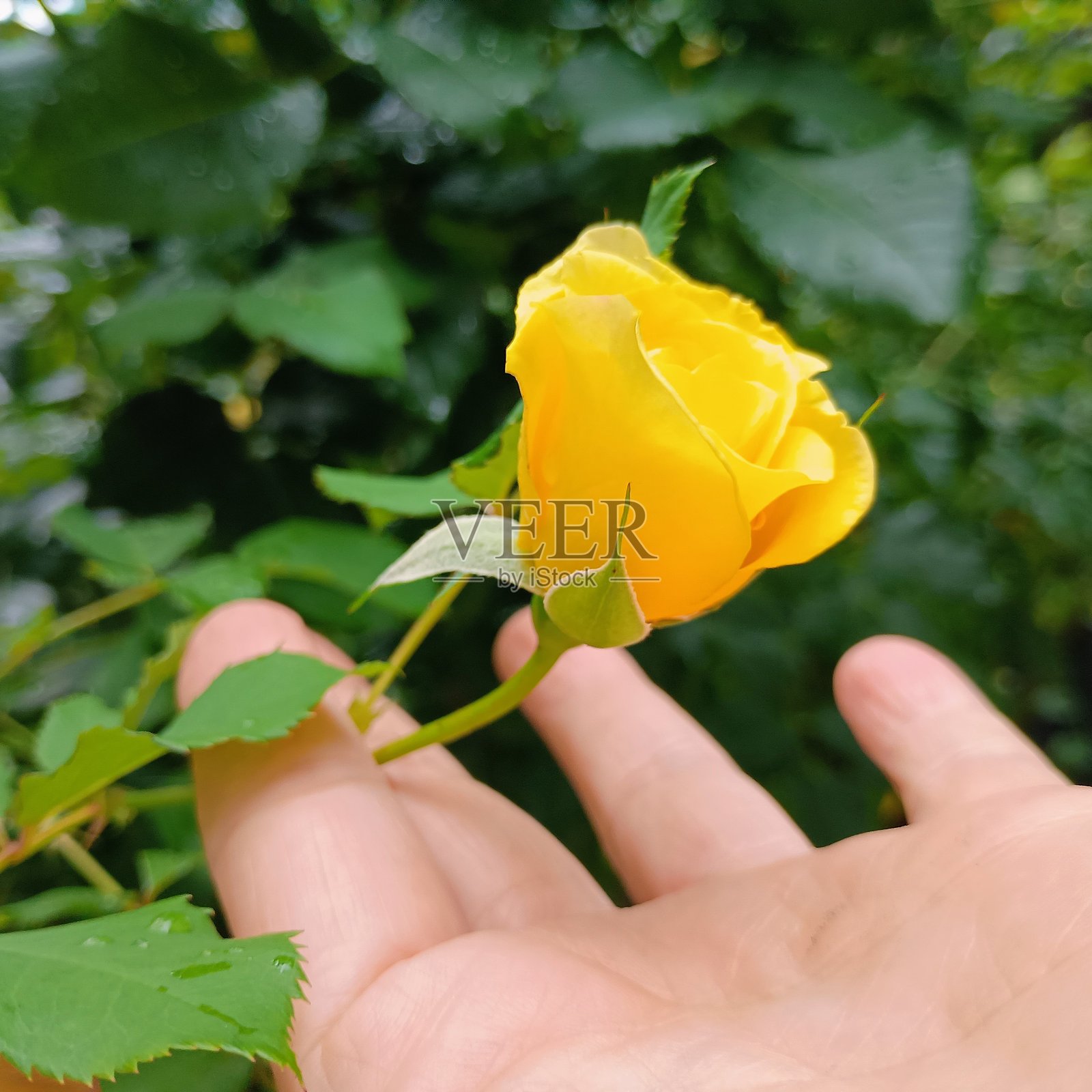 手中的花照片摄影图片