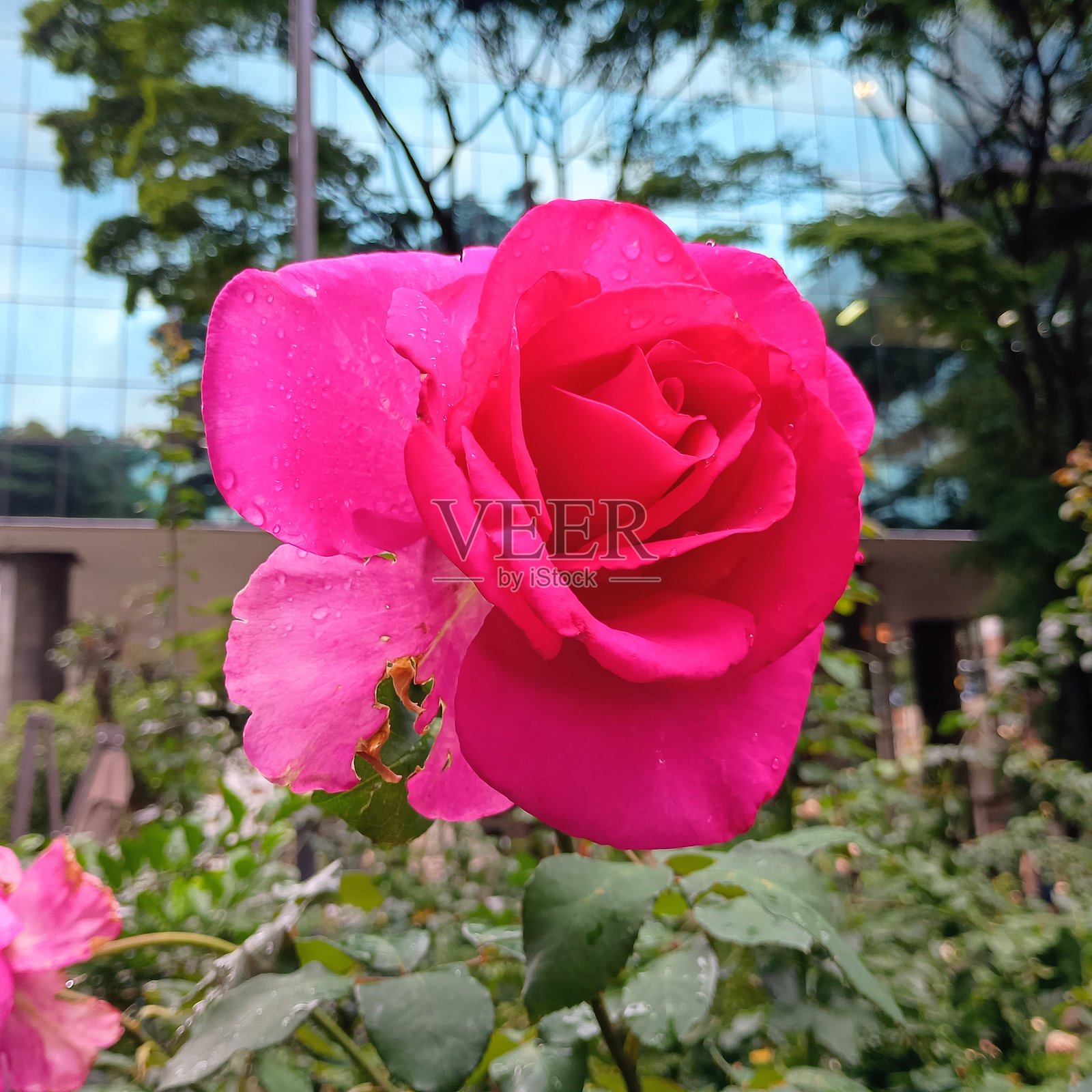 红玫瑰照片摄影图片