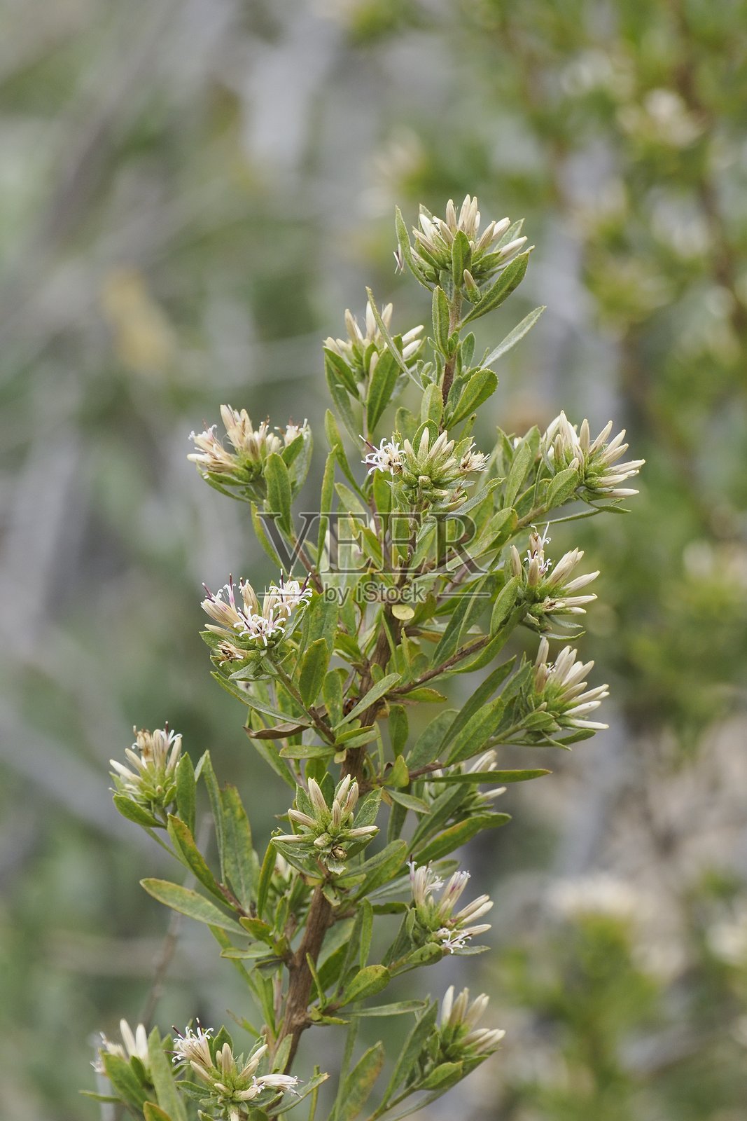 智利小迷迭香的花朵和叶子，生长在中部智利照片摄影图片