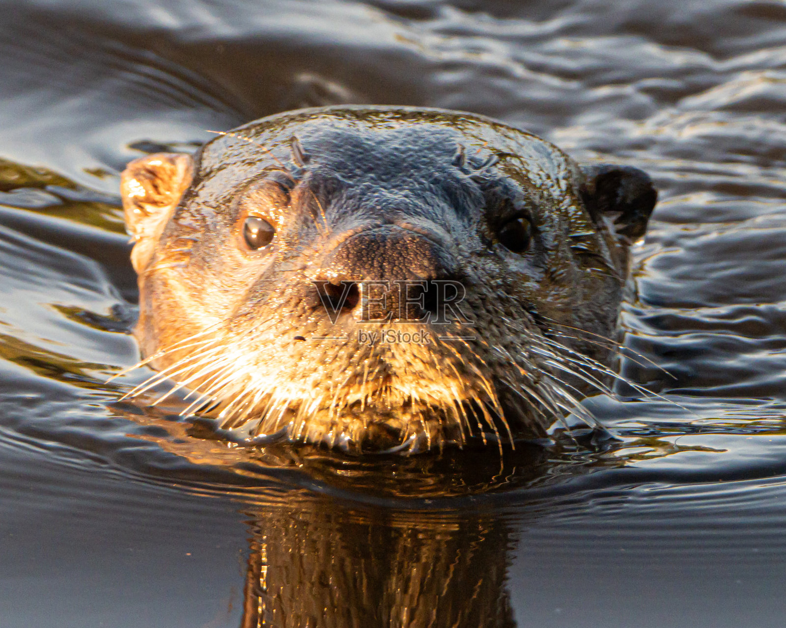 好奇的河獭照片摄影图片