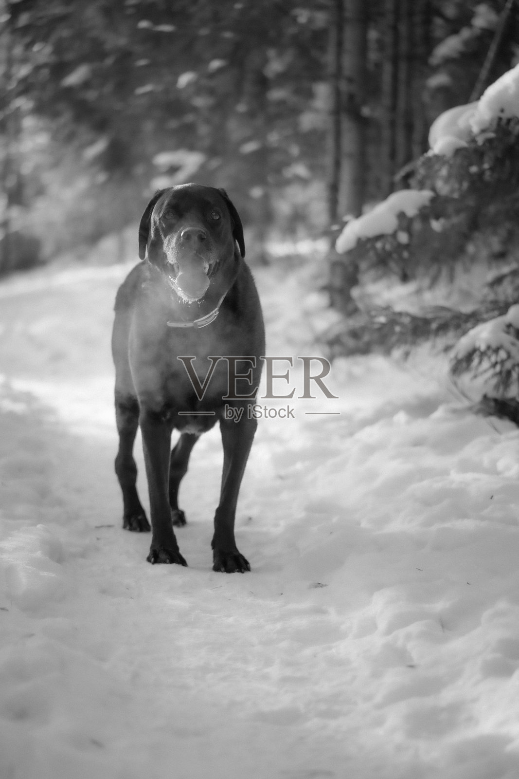 单色冬季场景中，一只黑狗在雪林小路上朝镜头走来，富有表现力的肖像捕捉了寒冷空气中的呼吸和宁静的陪伴照片摄影图片