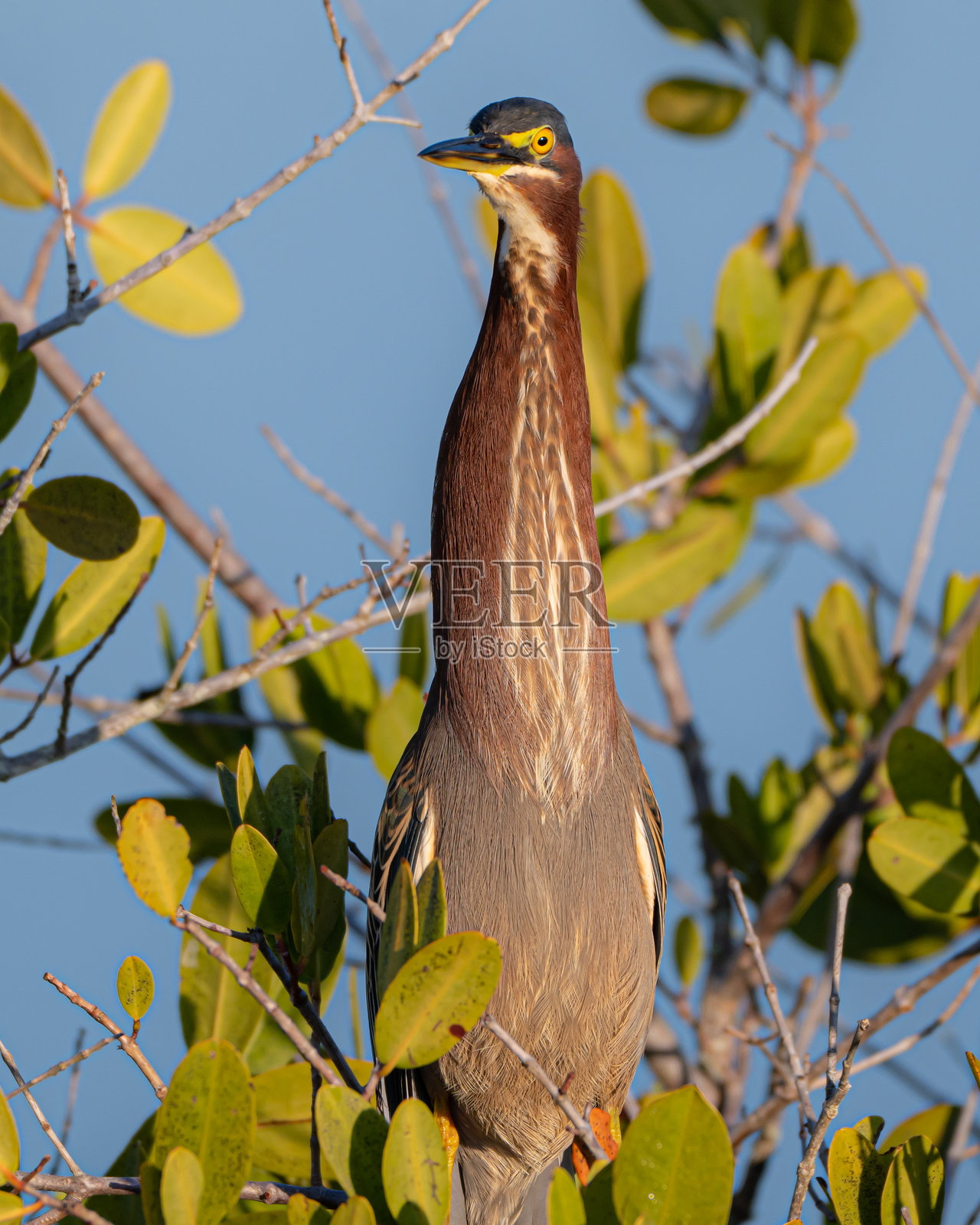 佛罗里达湿地里的绿鹭照片摄影图片