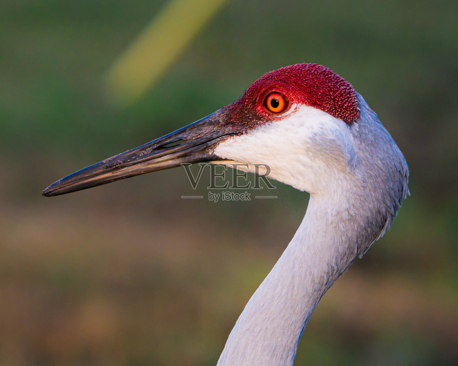 沙丘鹤特写照片摄影图片
