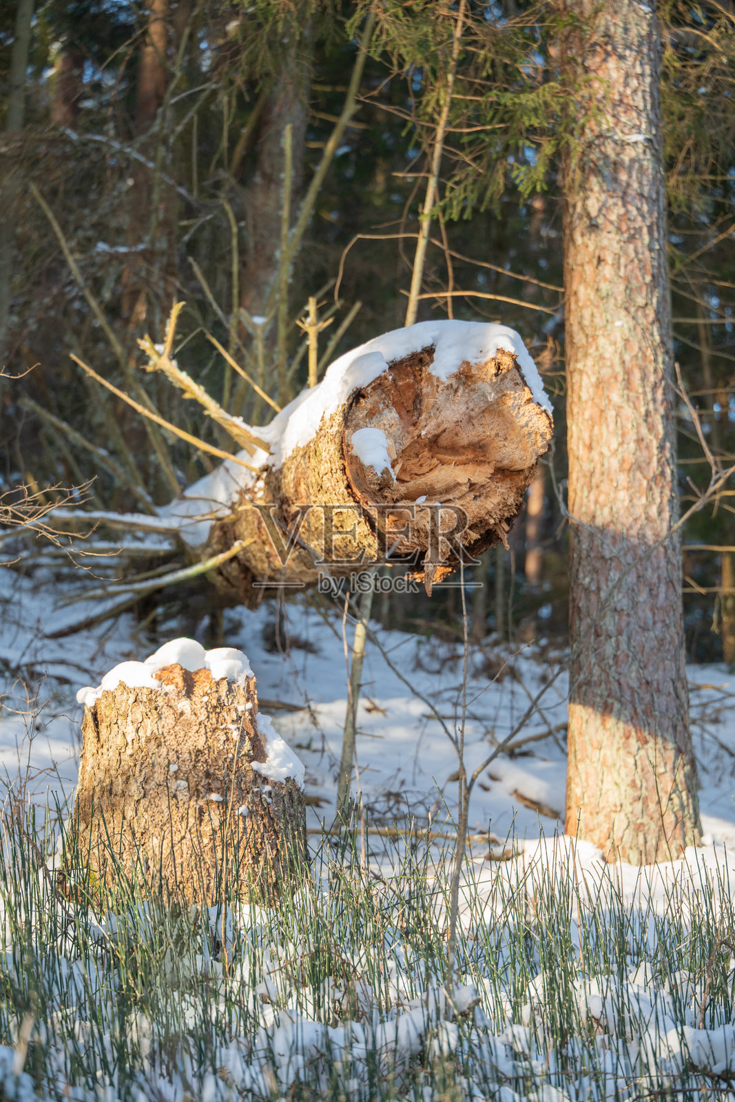 冬季森林场景，新砍伐的倒下树干和树桩覆盖着雪，温暖的低阳光突显了木材纹理和自然细节照片摄影图片
