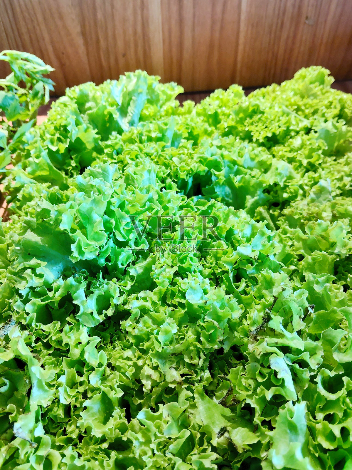 新鲜活力的绿色珊瑚生菜特写纹理照片摄影图片