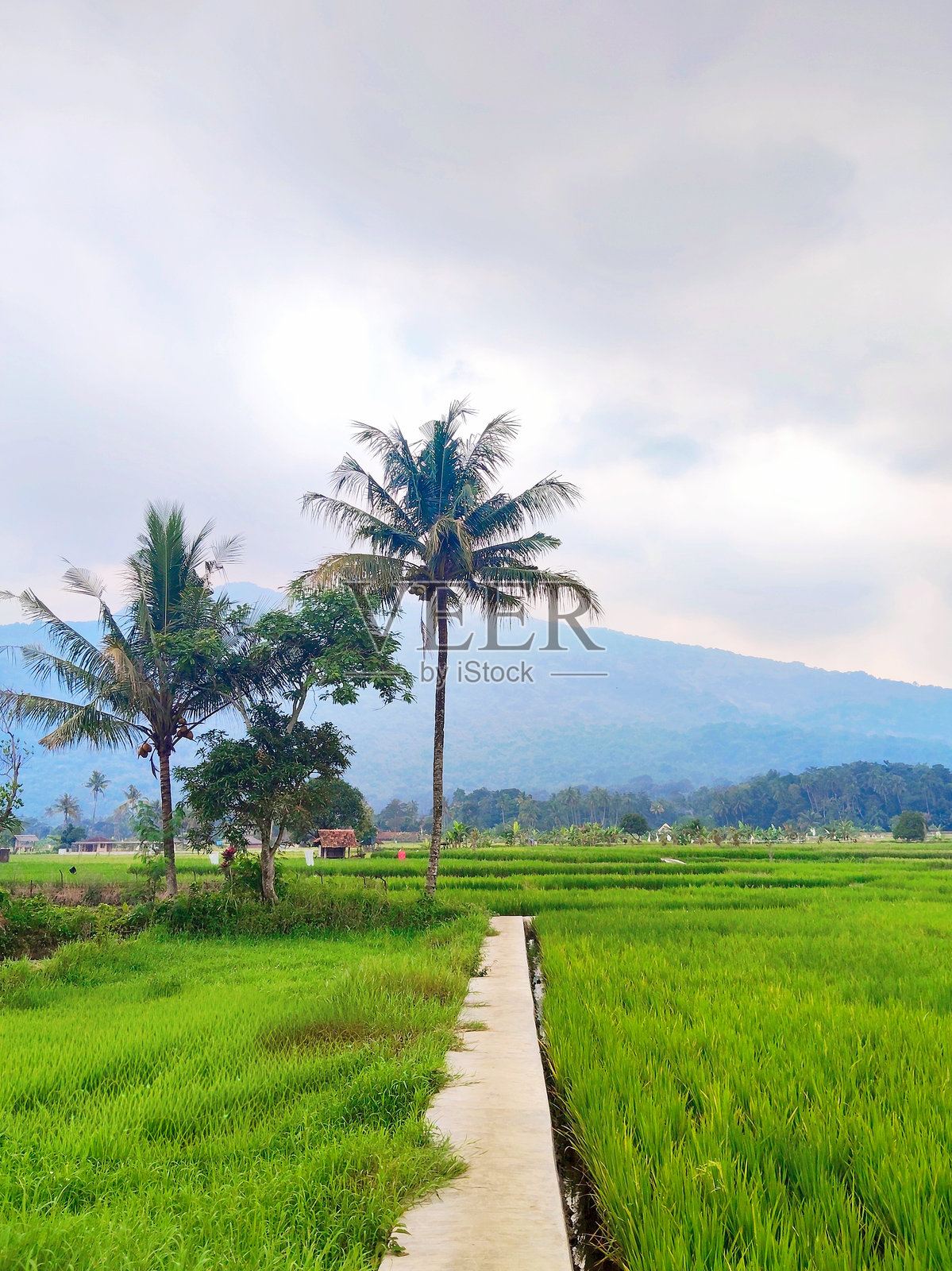 印度尼西亚西爪哇省苏门答腊省的美丽绿色稻田风光照片摄影图片