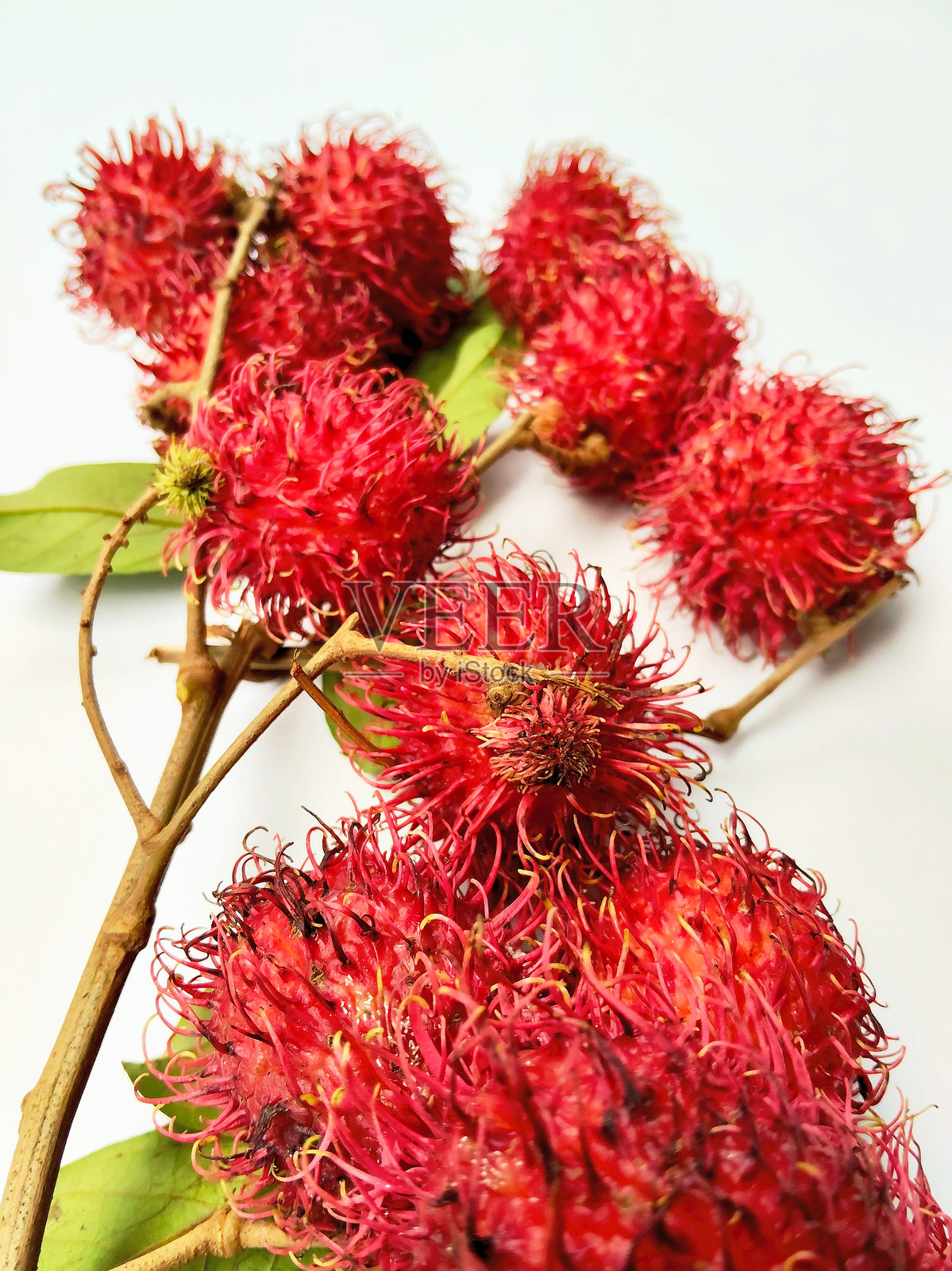 白色背景上的有机红 rambutans 串照片摄影图片