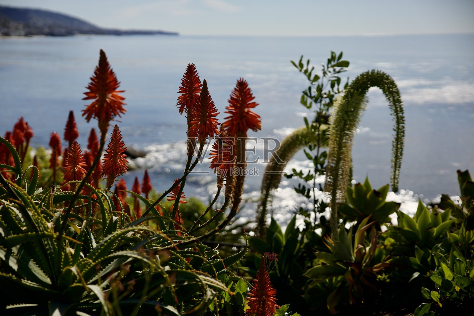 蜂鸟在火炬芦荟花上空盘旋照片摄影图片