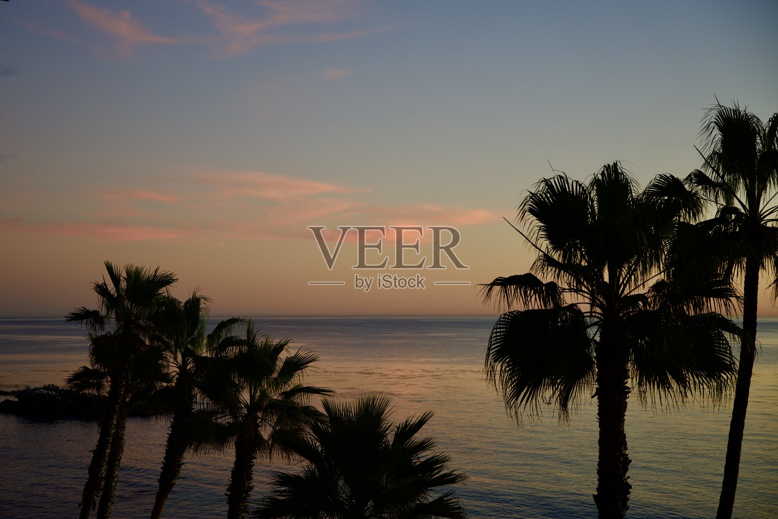 日落时分的棕榈树剪影照片摄影图片