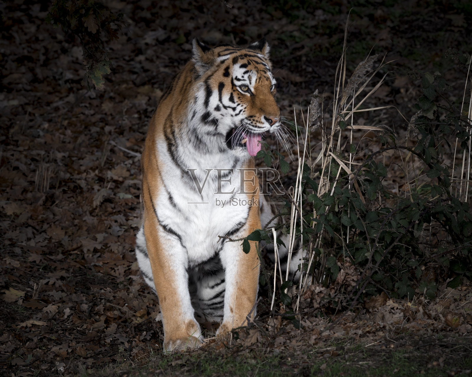 一只东北虎坐在草地上打着哈欠照片摄影图片