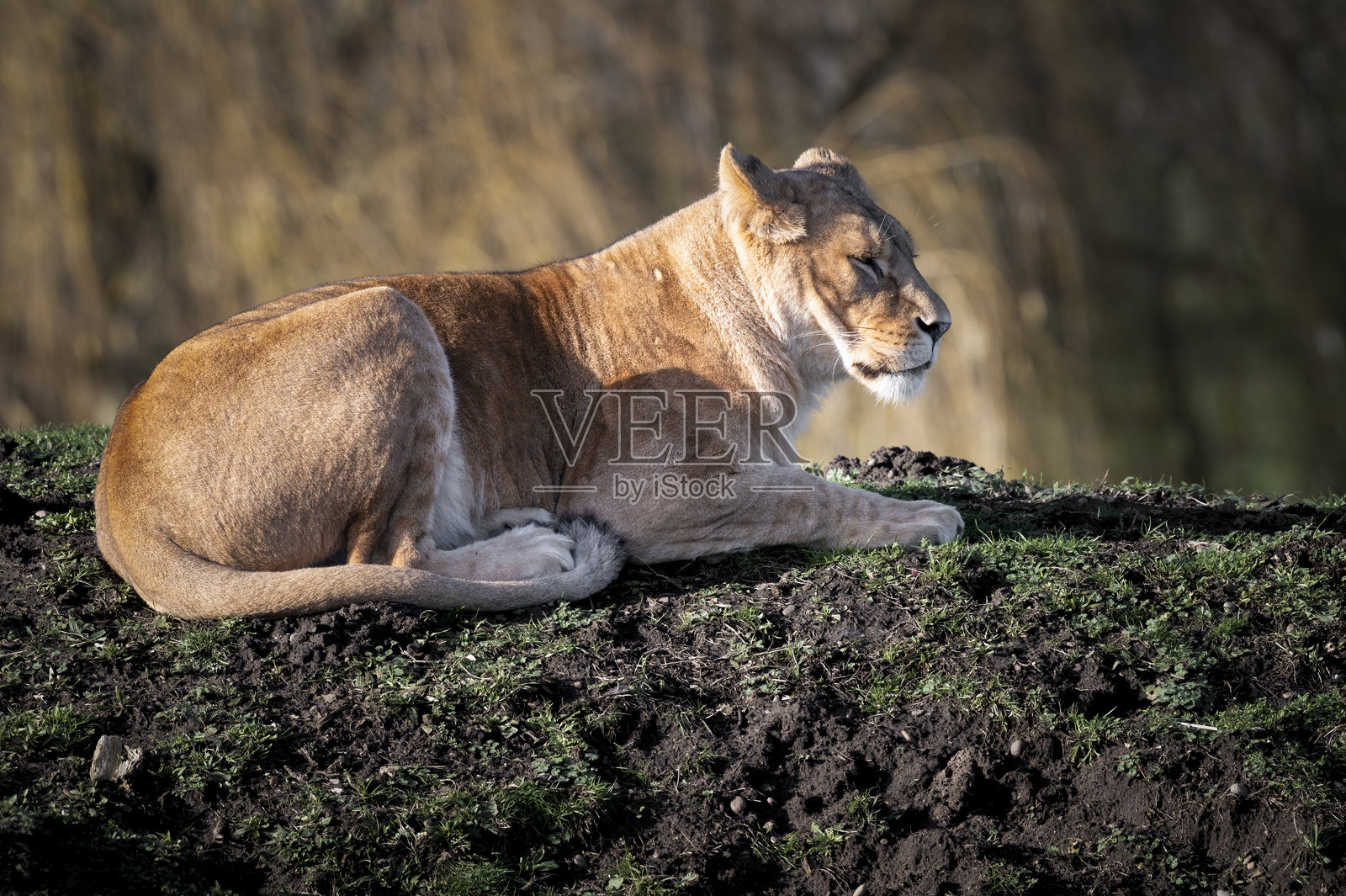 母狮在金色阳光下休息照片摄影图片