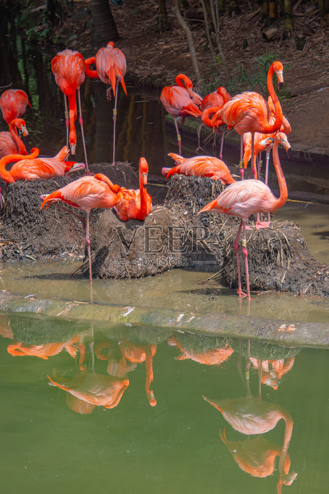 加州动物园里色彩鲜艳的火烈鸟照片摄影图片