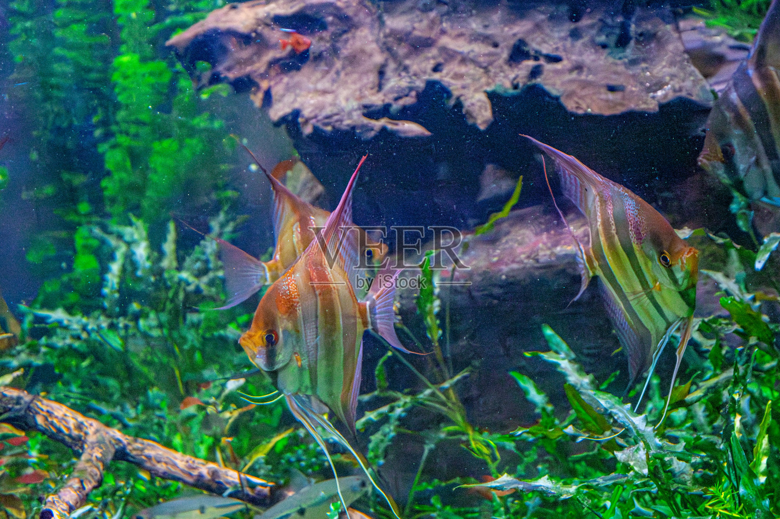 水族箱里的多彩淡水鱼照片摄影图片