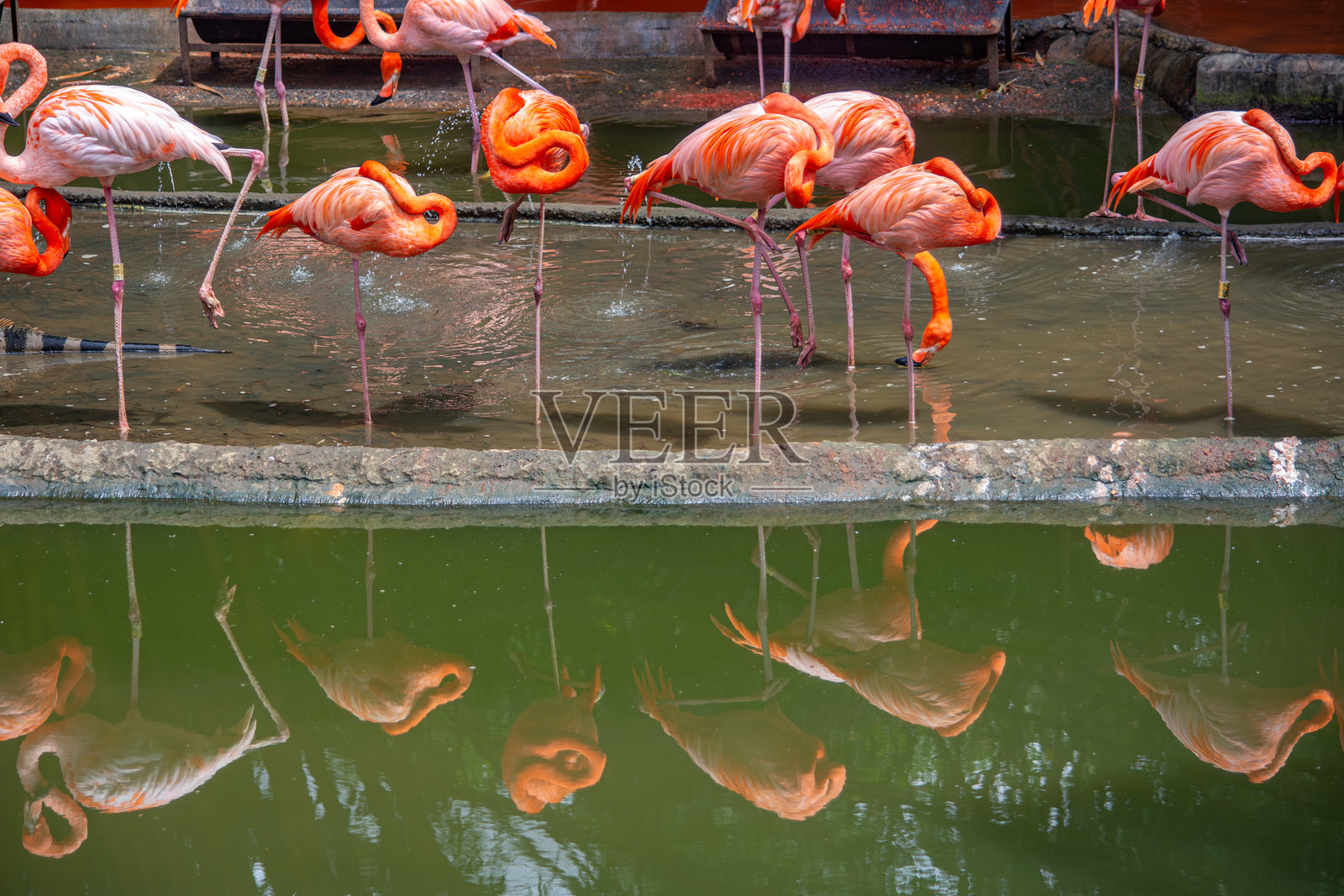 加州动物园的火烈鸟照片摄影图片