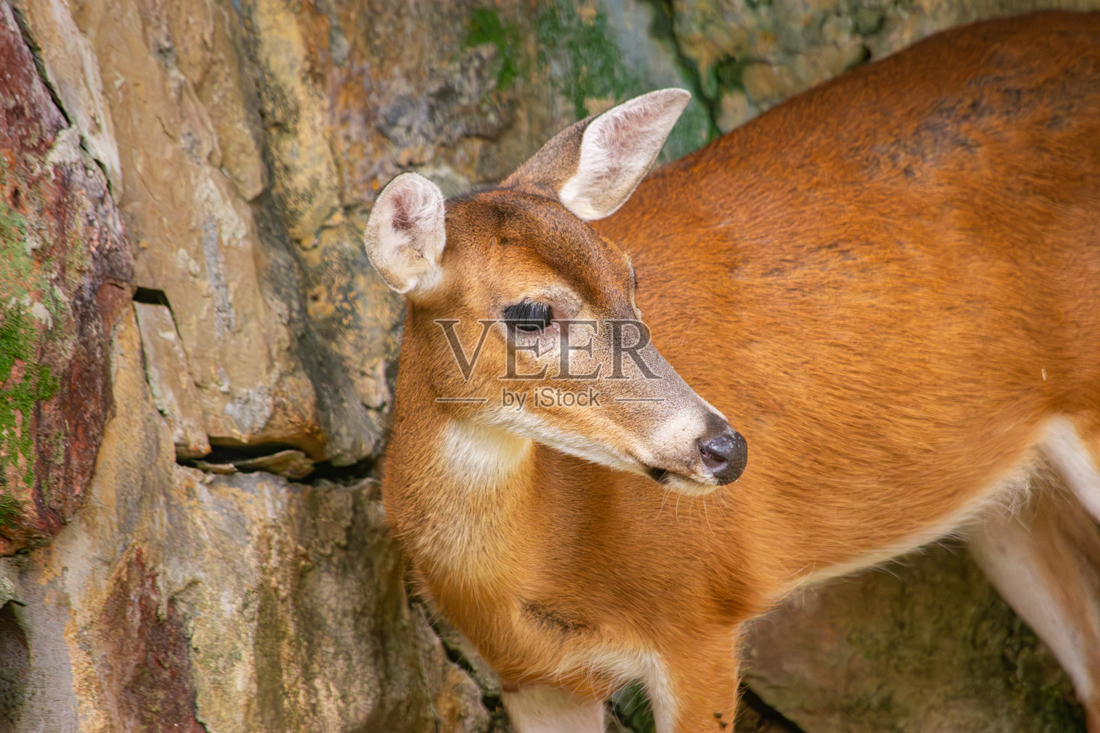 加州动物园里的优雅鹿照片摄影图片
