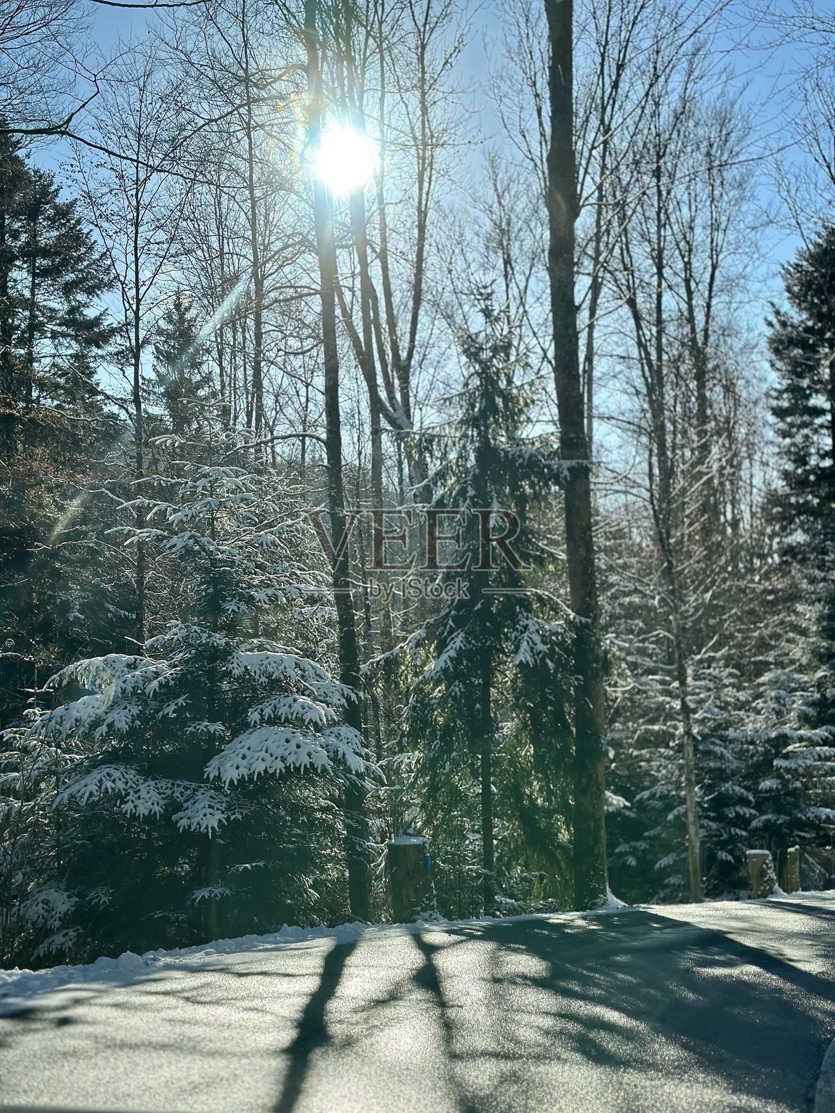 森林照片摄影图片