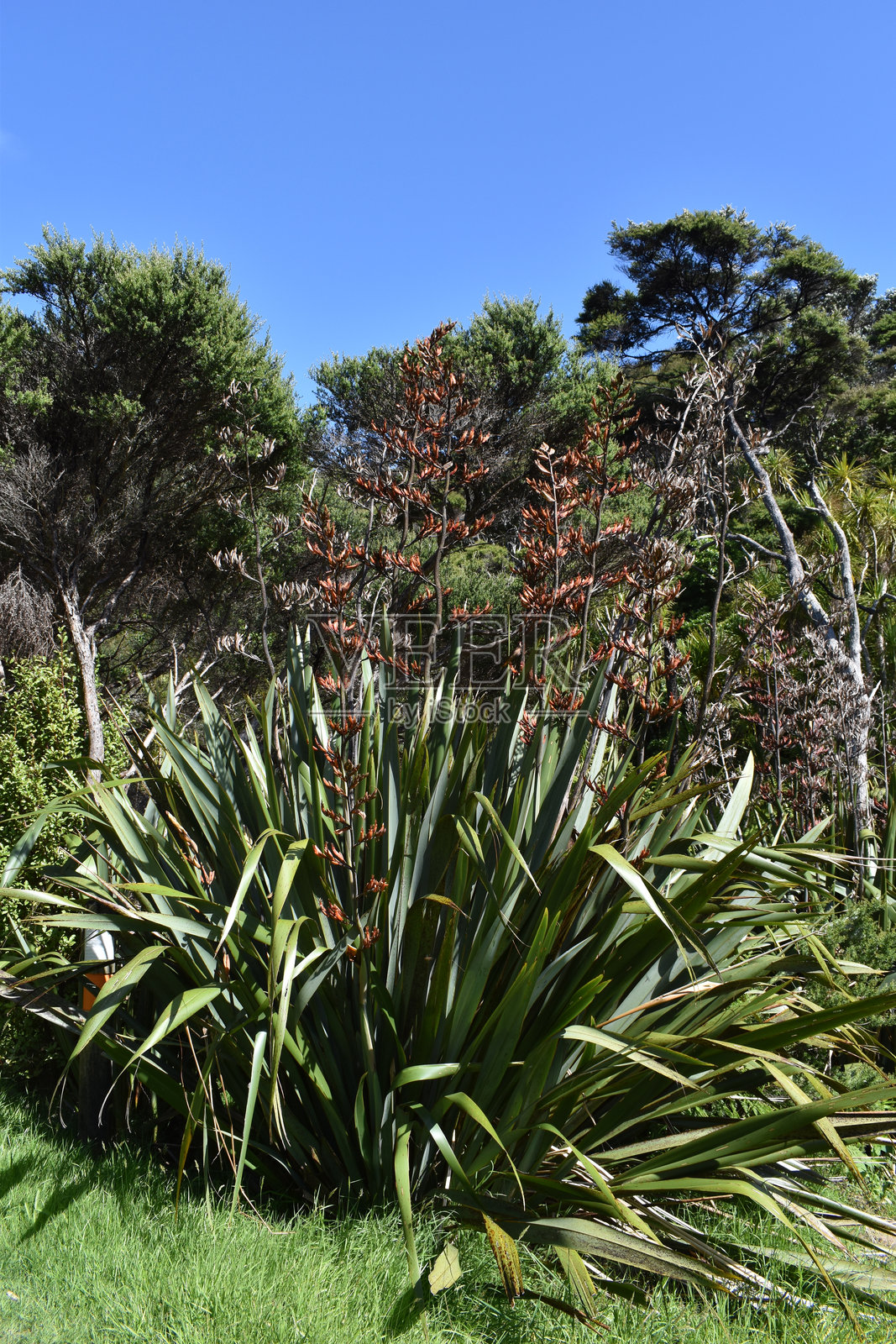 开花的亚麻，也称为新西兰亚麻（Phormium tenax）照片摄影图片