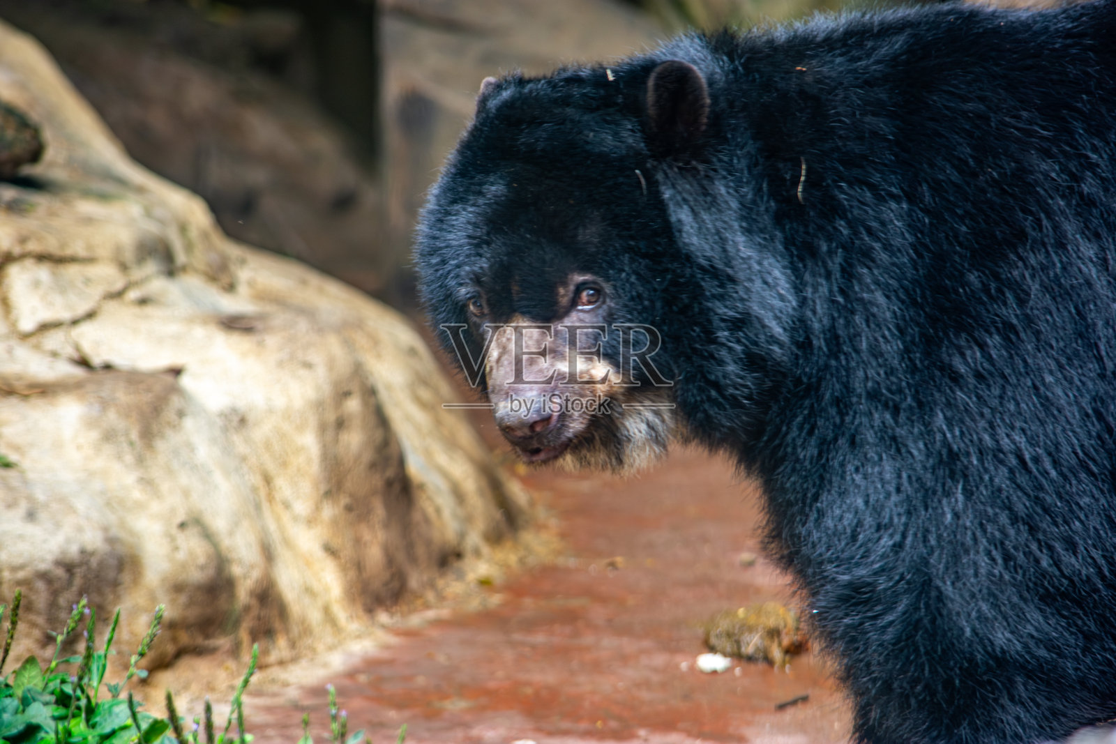 加利动物园的眼镜熊照片摄影图片
