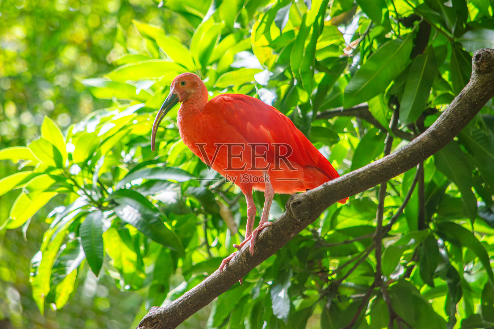 生机勃勃的朱红色鹮鸟在葱郁的绿植中照片摄影图片