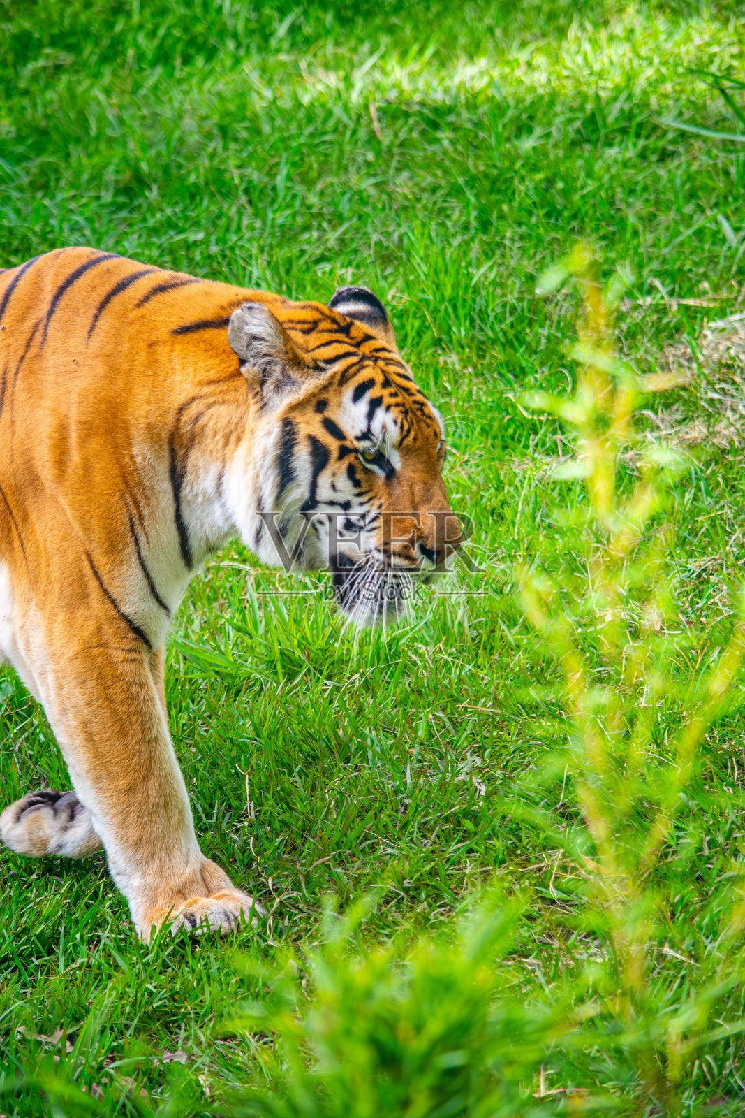 草地上的老虎照片摄影图片
