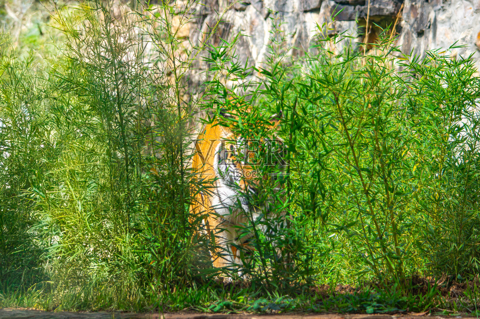 野生的老虎藏身于绿植中照片摄影图片