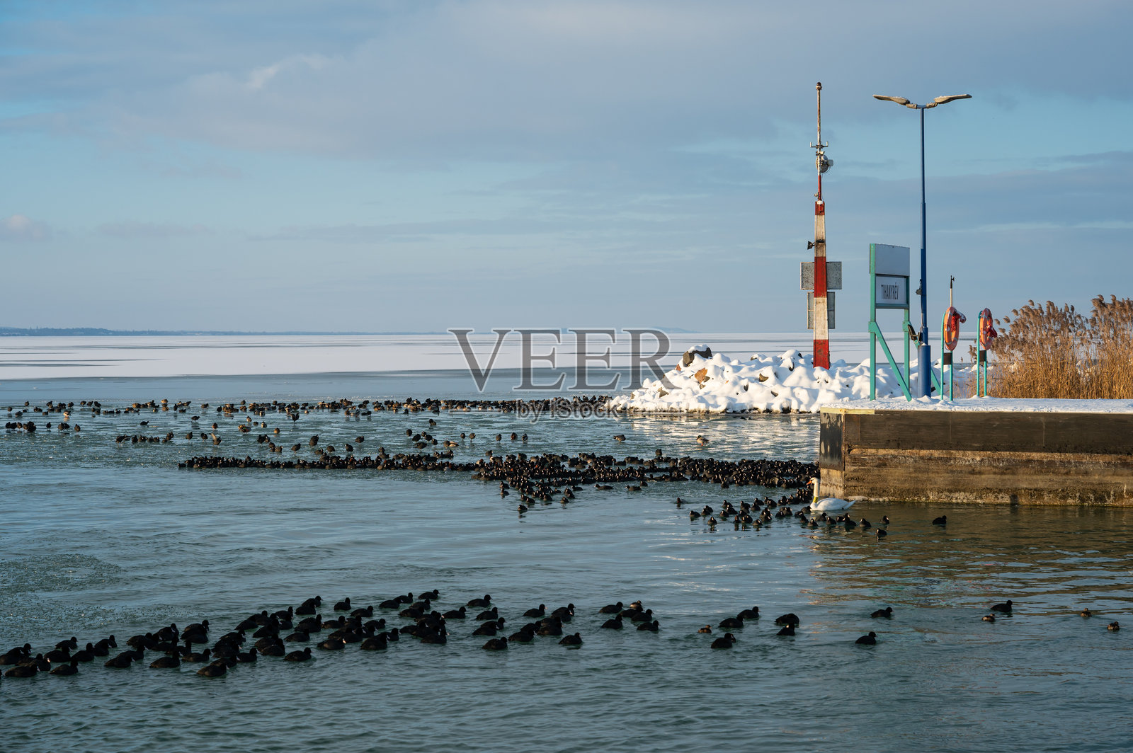 冬季的鸟儿聚集在蒂豪尼的费里兰丁湖的冰封的巴拉顿湖上照片摄影图片