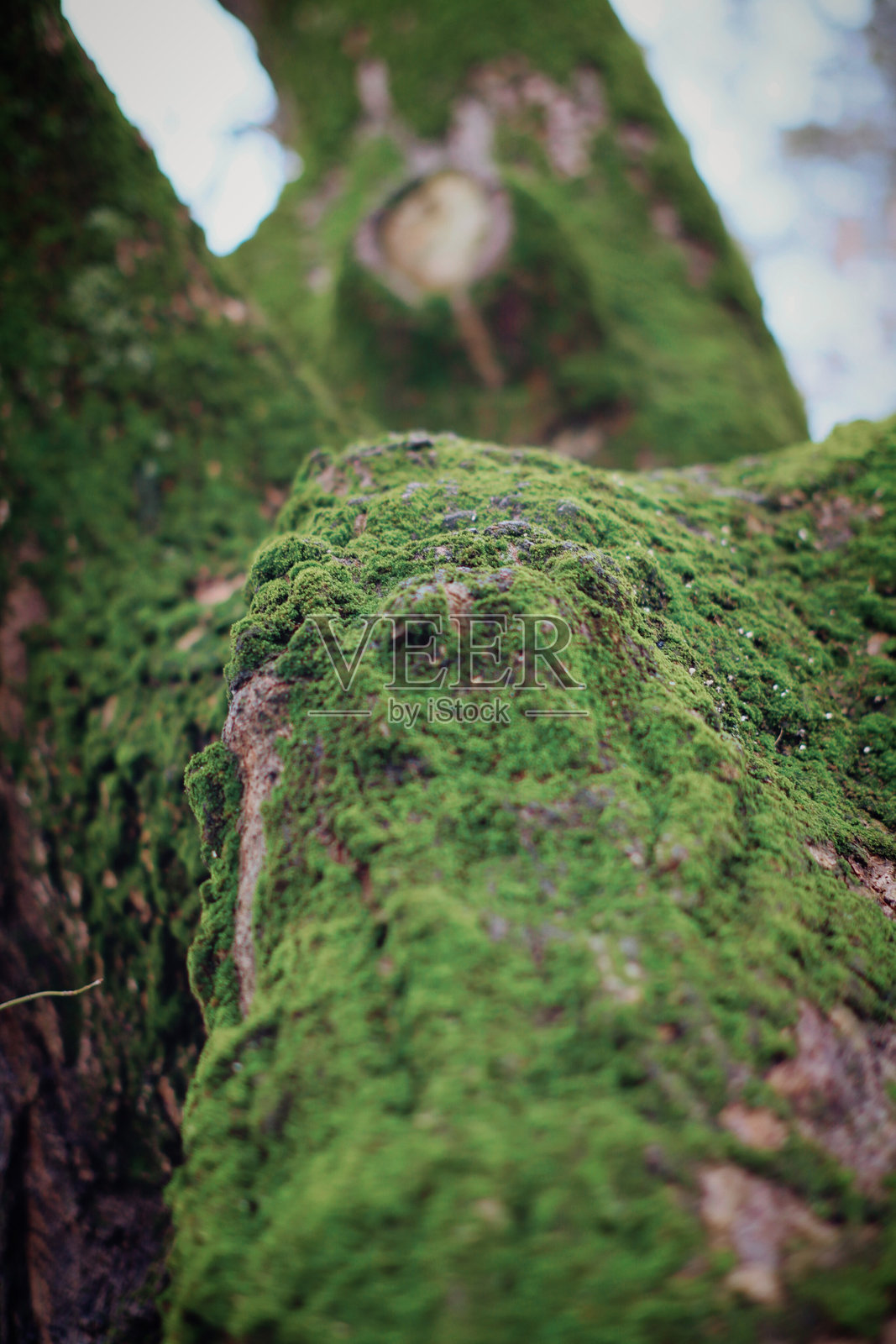 树皮上生长的绿色苔藓照片摄影图片