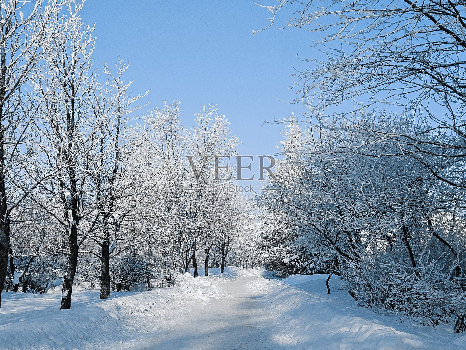 雪覆盖的公园小径，两旁是覆盖着霜的树木，天空是晴朗的蓝色冬日天空。照片摄影图片