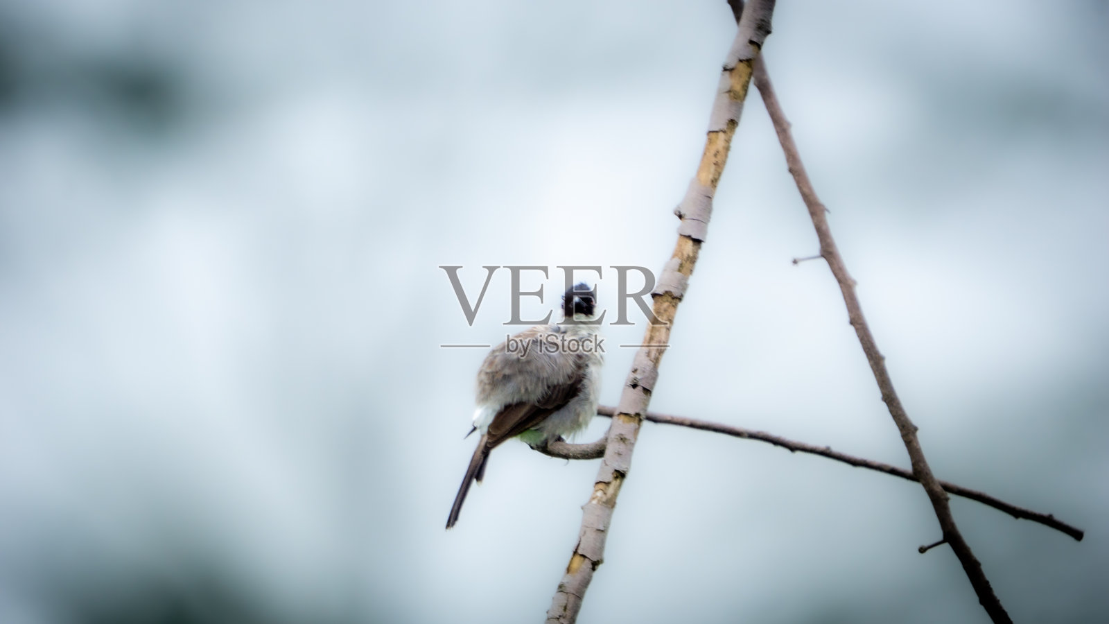 黑喉腺鸭（Pycnonotus aurigaster，金喉腺鸭，白耳腺鸭，黄喉腺鸭，红喉腺鸭，黑顶腺鸭）。分布于东南亚。照片摄影图片