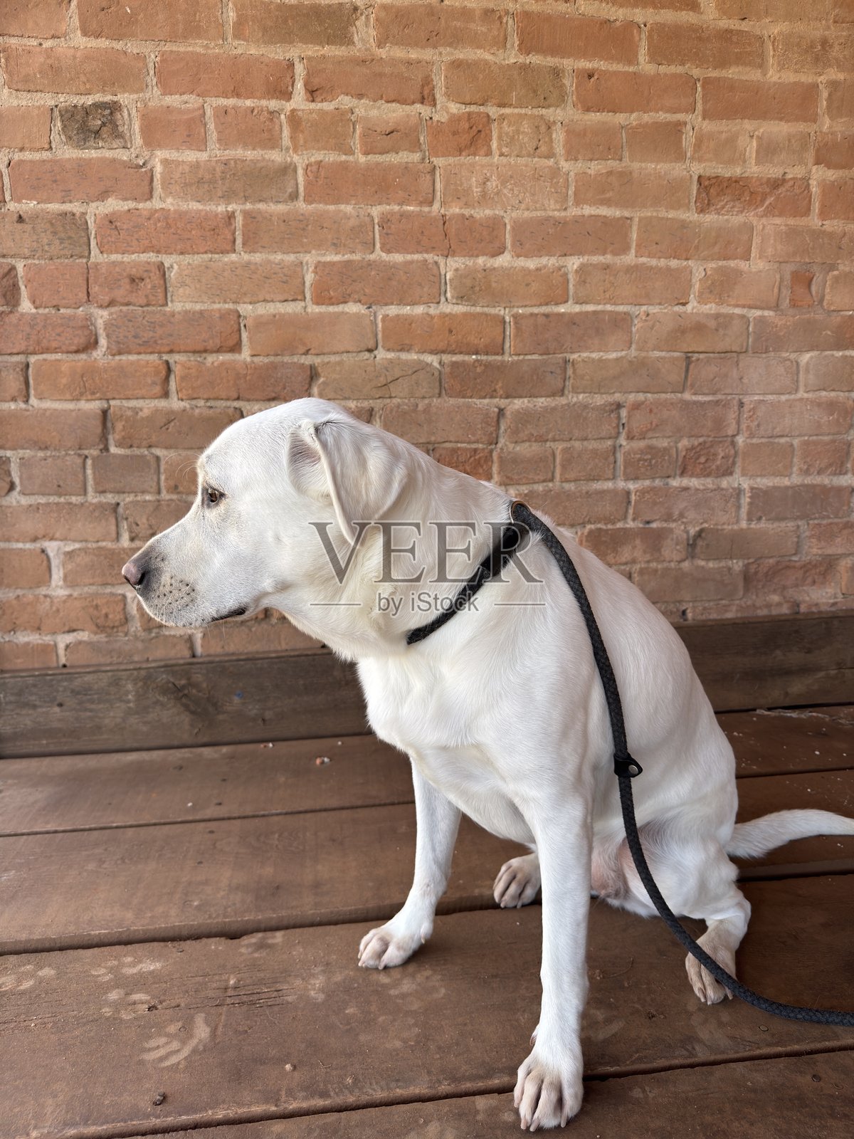 拉布拉多寻回犬照片摄影图片