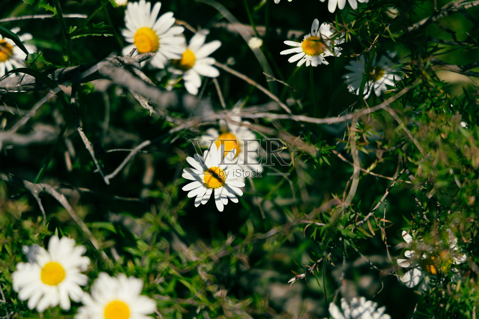 野雏菊点缀在树枝和绿叶之间，画面柔和照片摄影图片