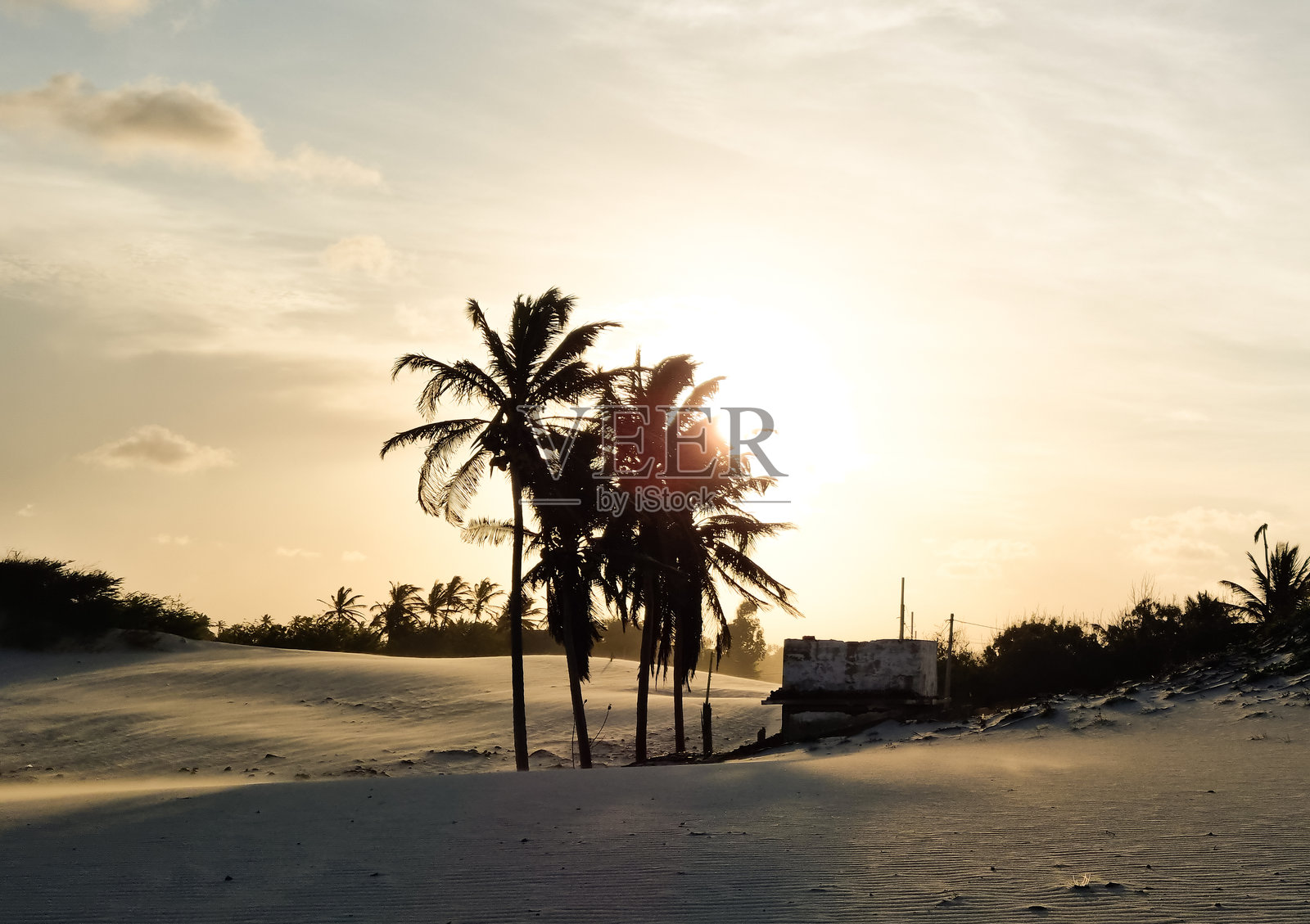 椰子树在热带日落微风中轻轻摇曳，棕榈叶在巴西沙丘上火红的橙色背景下形成剪影。照片摄影图片