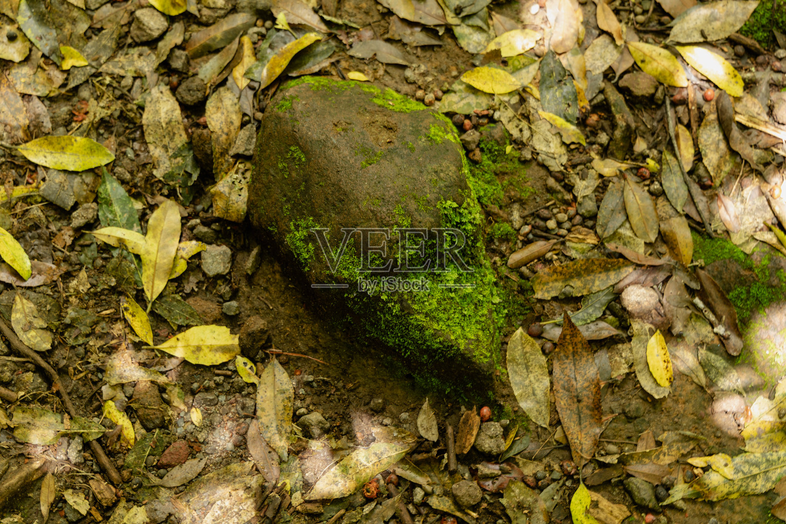 苔藓岩石在枯萎的森林落叶中照片摄影图片