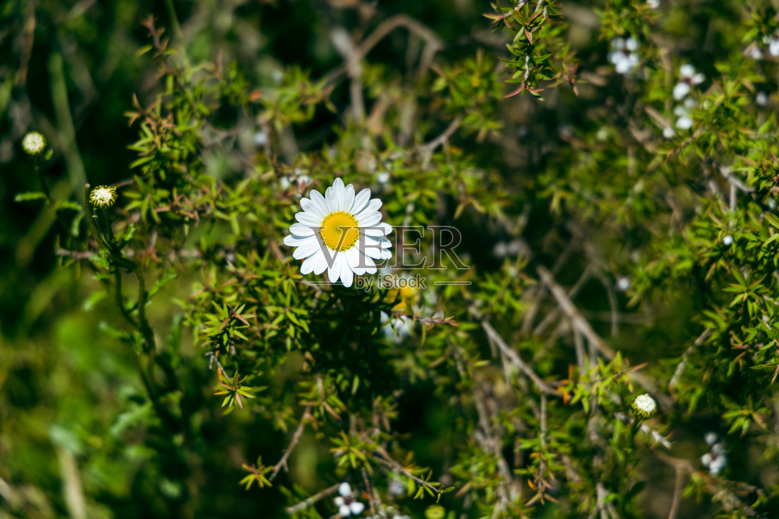 绿色叶子中的白色雏菊花朵照片摄影图片