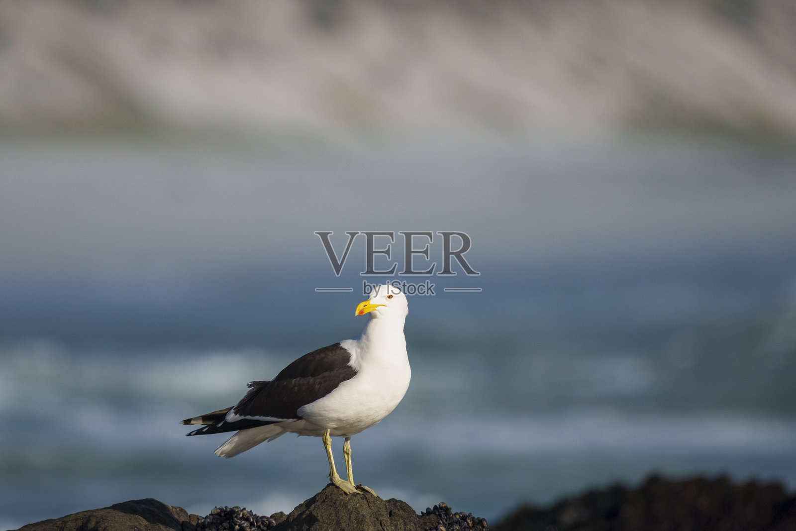一只黑尾鸥（Larus dominicanus）栖息在南非西开普省西海岸伊泽方丹的海岸岩石上。非常适合自然、观鸟、旅行和海洋主题的授权。照片摄影图片