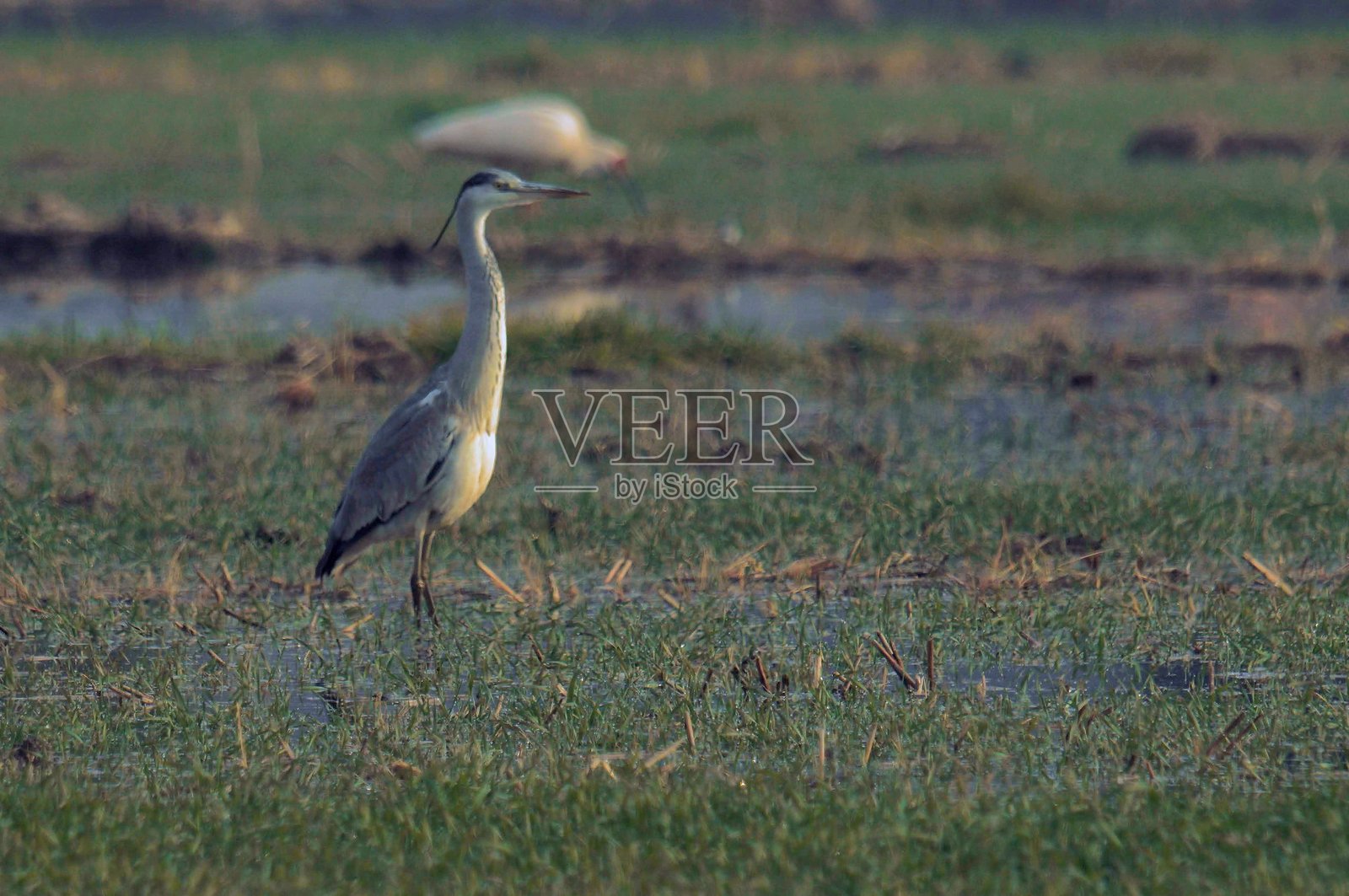 灰鹭照片摄影图片