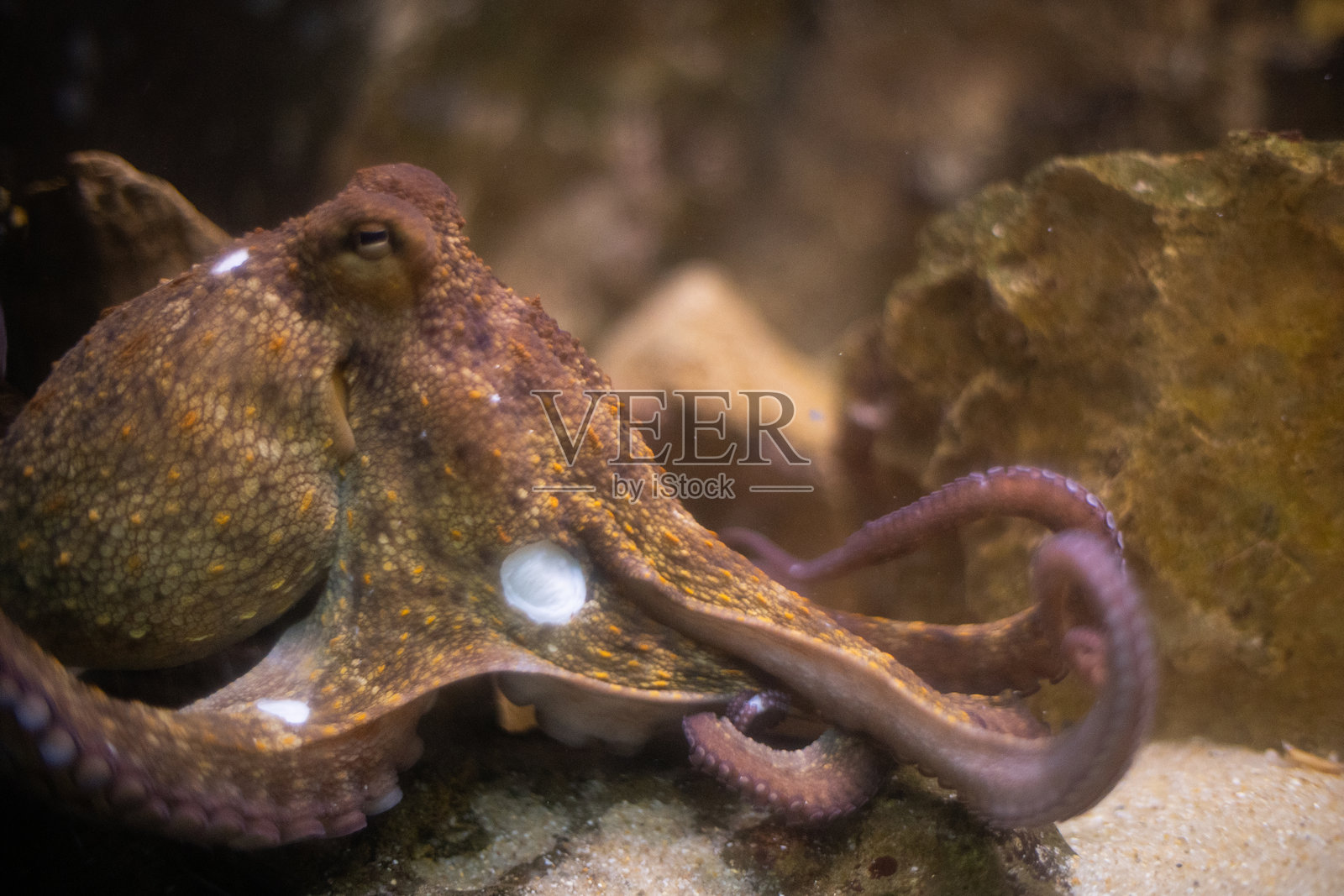 八爪鱼在水下休息，皮肤纹理清晰照片摄影图片